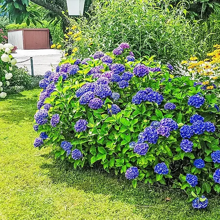 Therese By Interhome 公寓 *